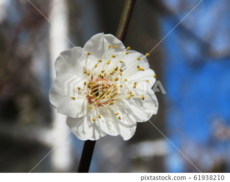 梅花 61938210