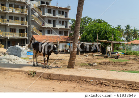 Indian cityscape _ cow 61938649
