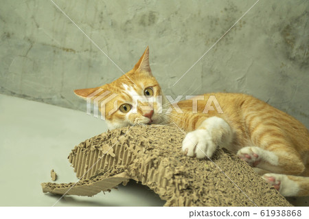 The cat is scratching the cat's nail with The cat is scratching the cat's nail with 61938868