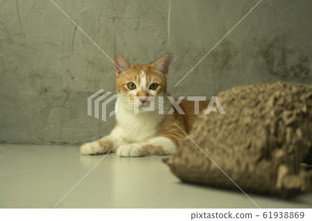 The cat is looking forward and looking cute. The cat is looking forward and looking cute. 61938869