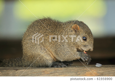 Meal during meal 61938900