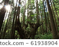 Stock cedar forest 61938904