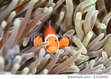 From the sea anemones 61938950