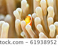 hide-and-seek 61938952