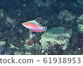 Peacock 61938953