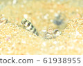 Symbiosis 61938955