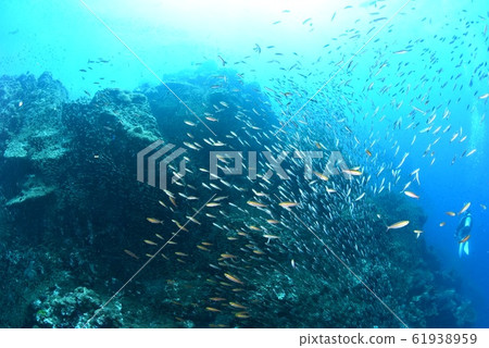 Underwater walk 61938959