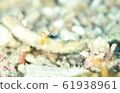 Roland Damsel 61938961
