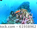 Sea color 61938962