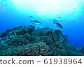 Kasumi horse mackerel 61938964