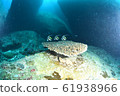 Triplet fish 61938966