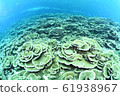 Cabbage Coral 61938967