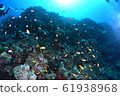 Red swarming underwater 61938968