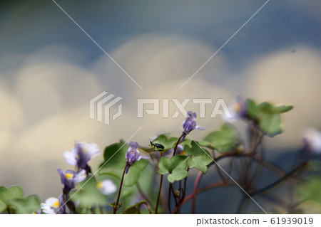 瀨戶河 瀨戶河 61939019