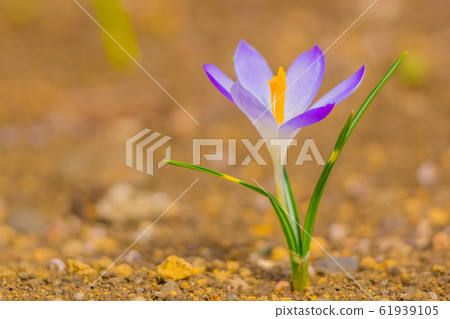 Crocus 61939105