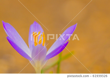 Crocus Crocus 61939326
