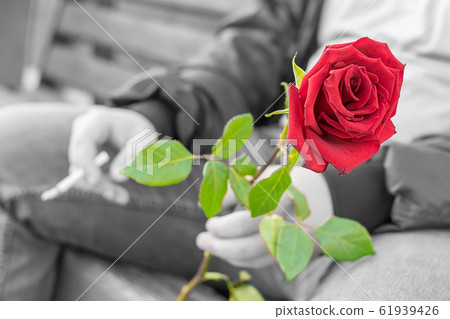 view of the hand of a man with a red rose in his hand, who is sitting with a smoldering cigarette on a bench in a city Park view of the hand of a man with a red rose in his hand, who is sitting with a smoldering cigarette on a bench in a city Park 61939426