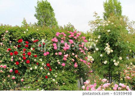 盛開的玫瑰 盛開的玫瑰 61939498