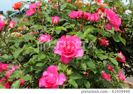 盛開的玫瑰 61939499