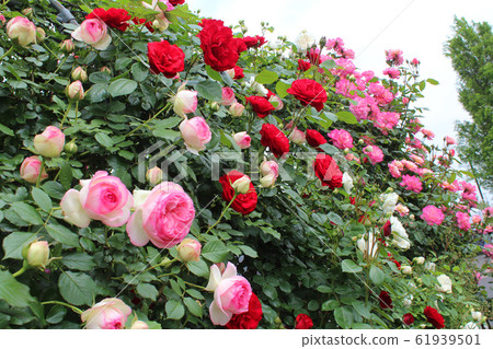 盛開的玫瑰 盛開的玫瑰 61939501