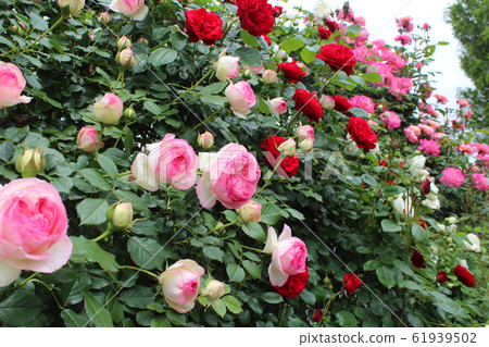 盛開的玫瑰 61939502