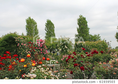 盛開的玫瑰 盛開的玫瑰 61939503