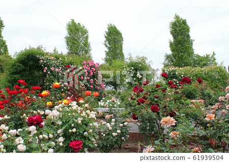 盛開的玫瑰 61939504