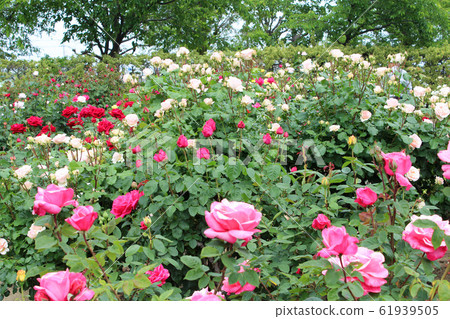 盛開的玫瑰 盛開的玫瑰 61939505