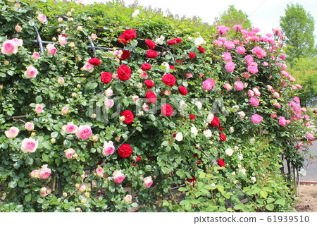 Rose in full bloom 61939510