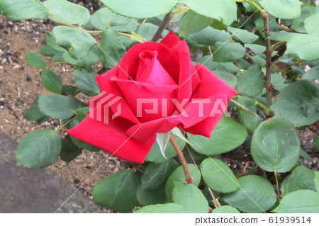 Rose in full bloom: Christian Dior 61939514