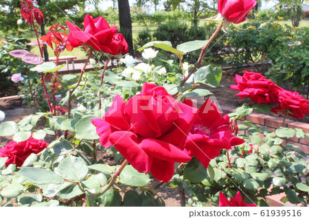 盛開的玫瑰:克里斯汀·迪奧 盛開的玫瑰:克里斯汀·迪奧 61939516