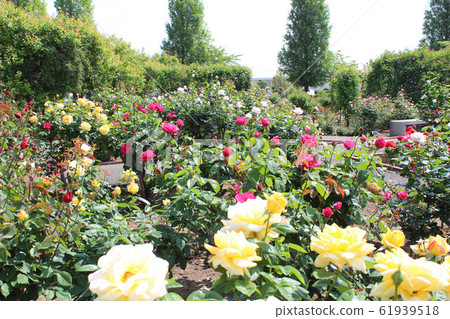 Rose in full bloom 61939518