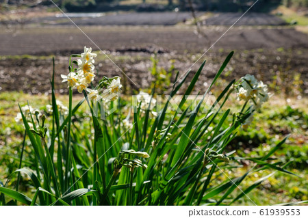 A community of Narcissus A community of Narcissus 61939553