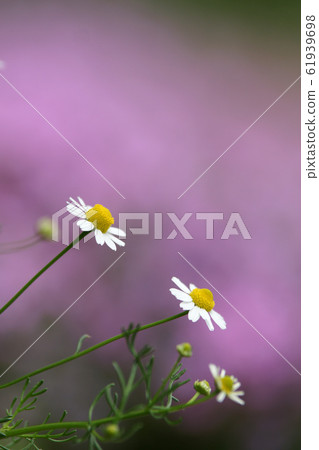 The Seto River 61939698