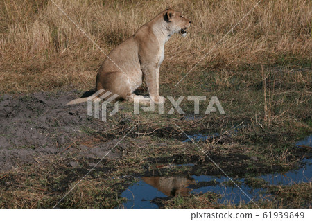 Lioness, Botswana Lioness, Botswana 61939849