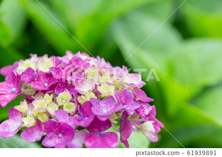 Rainy season image _ hydrangea Rainy season image _ hydrangea 61939891