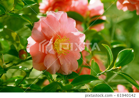 Beautiful sasanqua (sasanqua) (natural texture) Beautiful sasanqua (sasanqua) (natural texture) 61940142