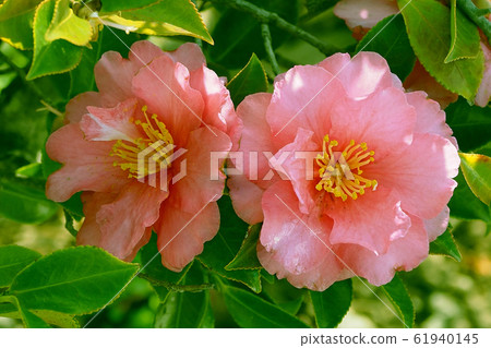 Beautiful sasanqua (sasanqua) (natural texture) 61940145