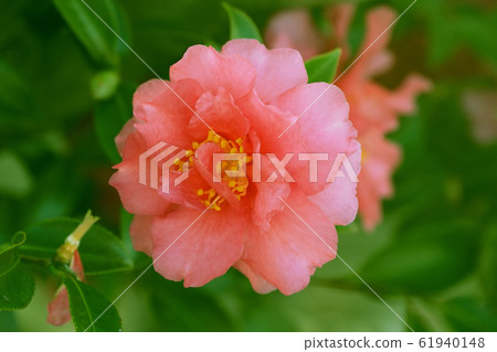 Beautiful sasanqua (sasanqua) (natural texture) 61940148