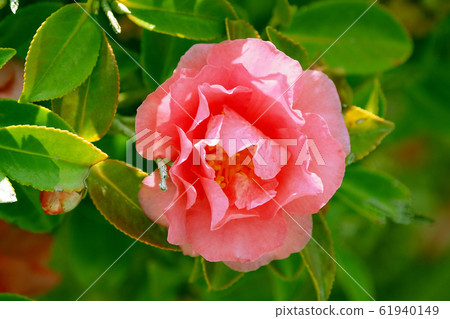 Beautiful sasanqua (sasanqua) (natural texture) 61940149