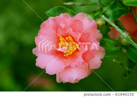 Beautiful sasanqua (sasanqua) (natural texture) 61940150