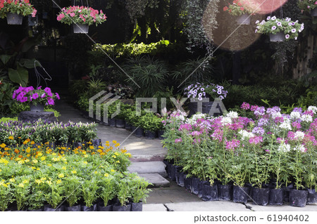 Market for sale plant in pots 61940402