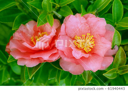 Beautiful sasanqua (sasanqua) (natural texture) Beautiful sasanqua (sasanqua) (natural texture) 61940443