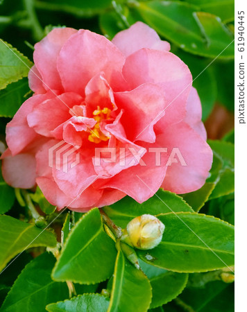 Beautiful sasanqua (sasanqua) (natural texture) Beautiful sasanqua (sasanqua) (natural texture) 61940445