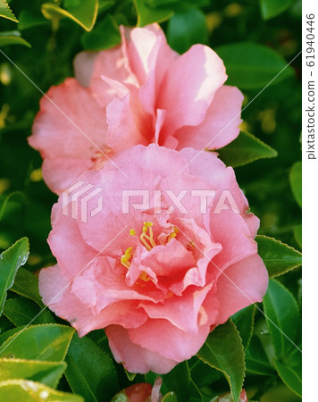 Beautiful sasanqua (sasanqua) (natural texture) 61940446