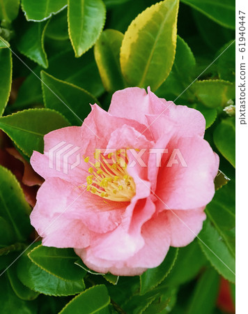 Beautiful sasanqua (sasanqua) (natural texture) Beautiful sasanqua (sasanqua) (natural texture) 61940447