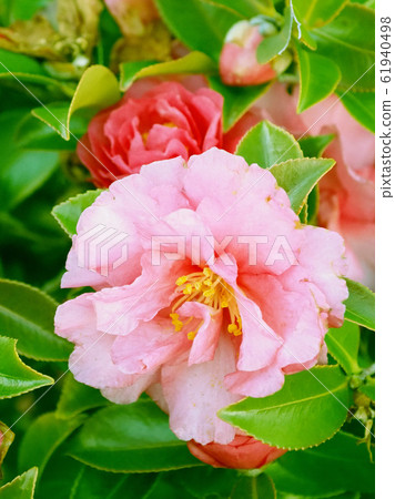 Beautiful sasanqua (sasanqua) (natural texture) 61940498