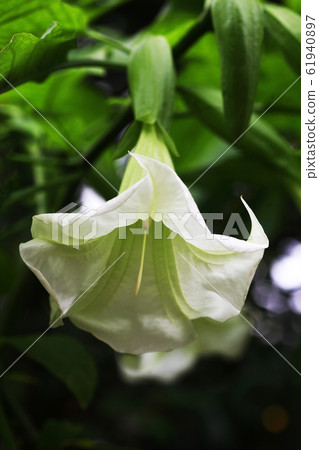 Angels trumpet pure white flower Angels trumpet pure white flower 61940897