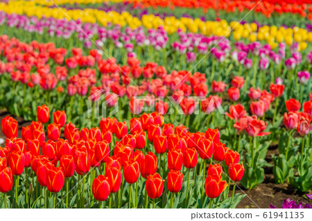 Tulip Tulip 61941135