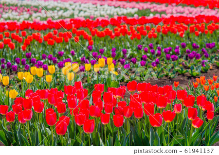 Tulip 61941137